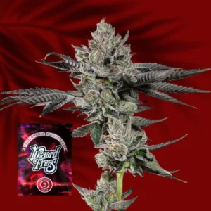 Wizard Trees Bowtie – 3 Stück