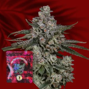 Wizard Trees British Delight – 3 Stück