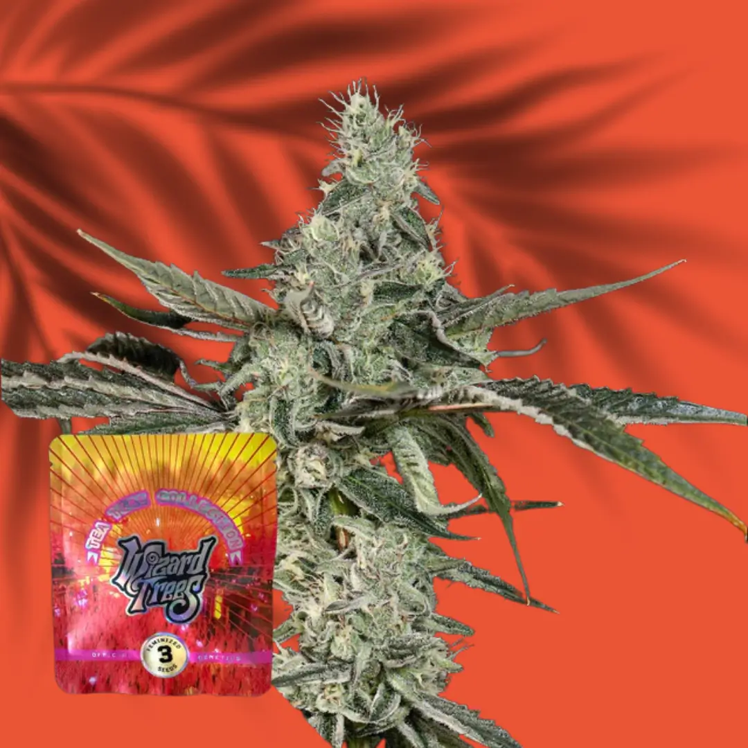 Wizard Trees London Fog