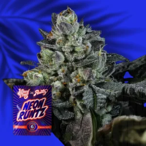 Wizard Trees Neon Runtz 3er Packung