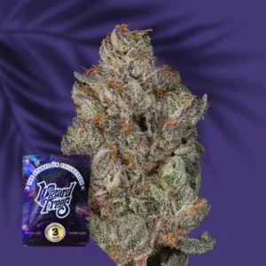 Wizard Trees Studio Cherry – 3 Stück