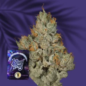 Wizard Trees Studio Sesh 3er Packung