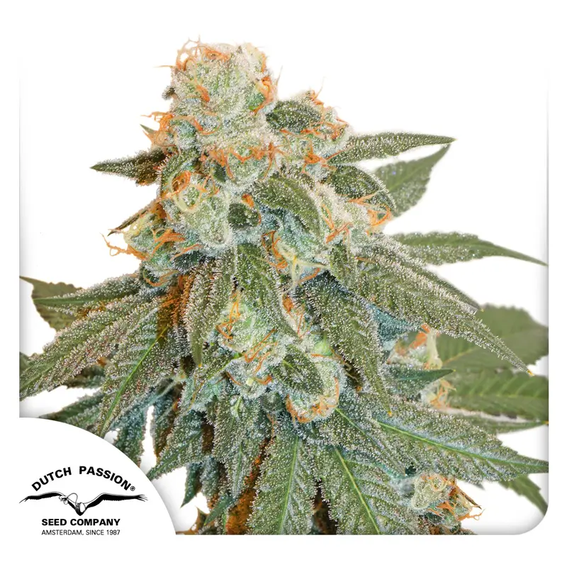 Auto Orange Bud Dutch Passion Seed company