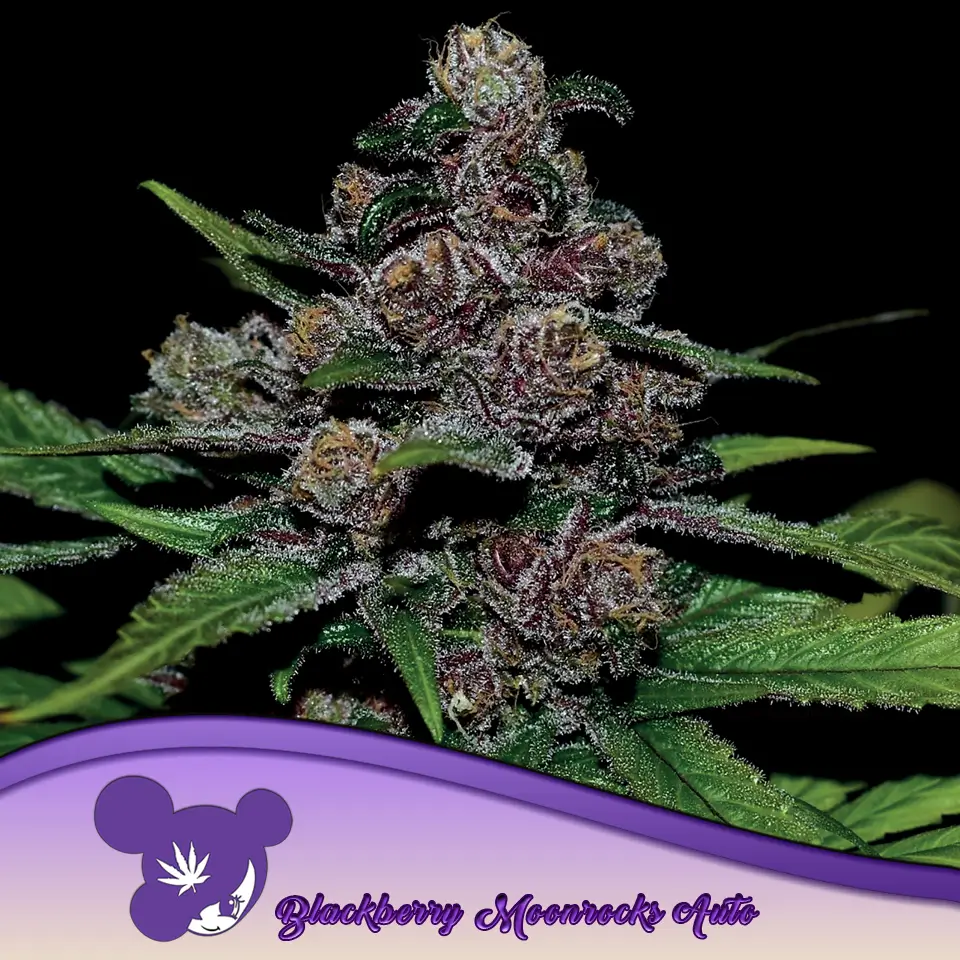 Blackberry Moonrocks Auto 960x960