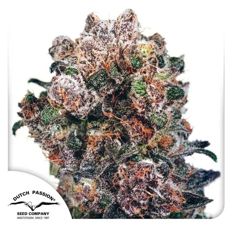 Blueberry Dutch Passion Seed company
