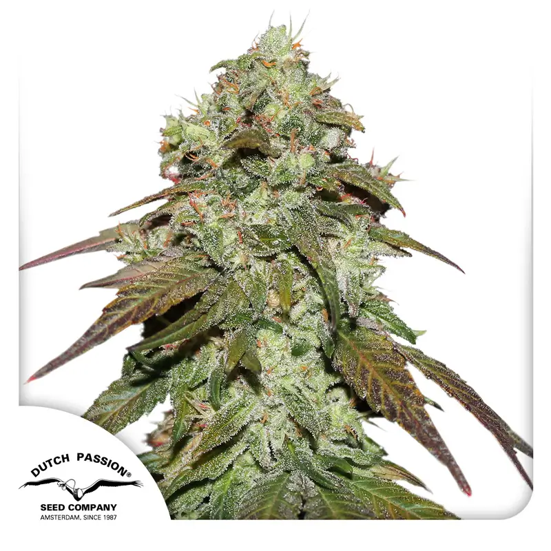 CBD Mazar Dutch Passion Seed company