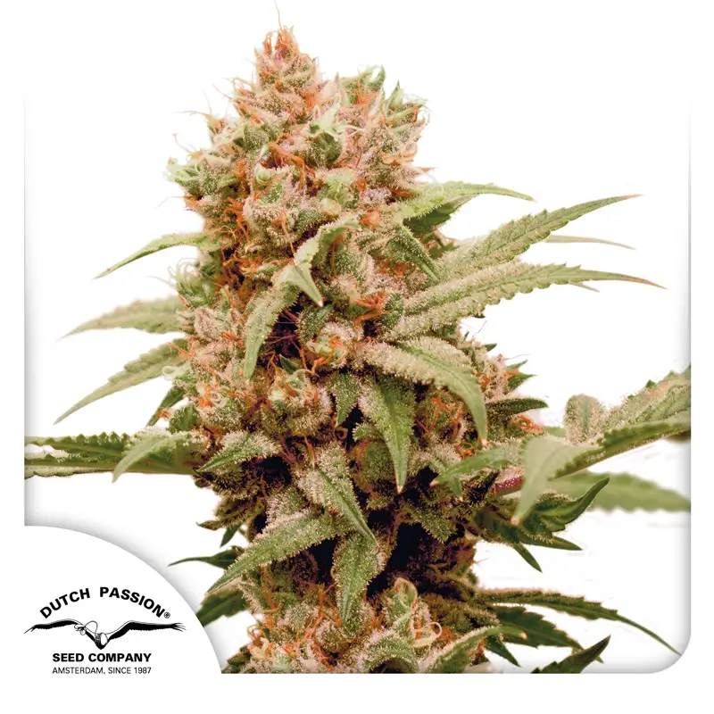 CBG Force Dutch Passion Seed company