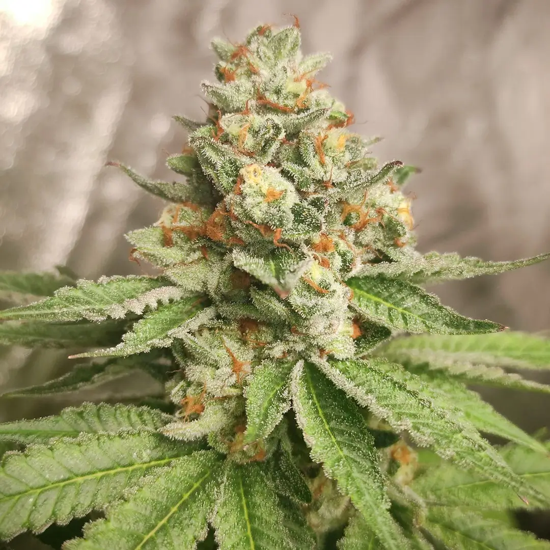 Green Papaya SSSC frosty flower 2