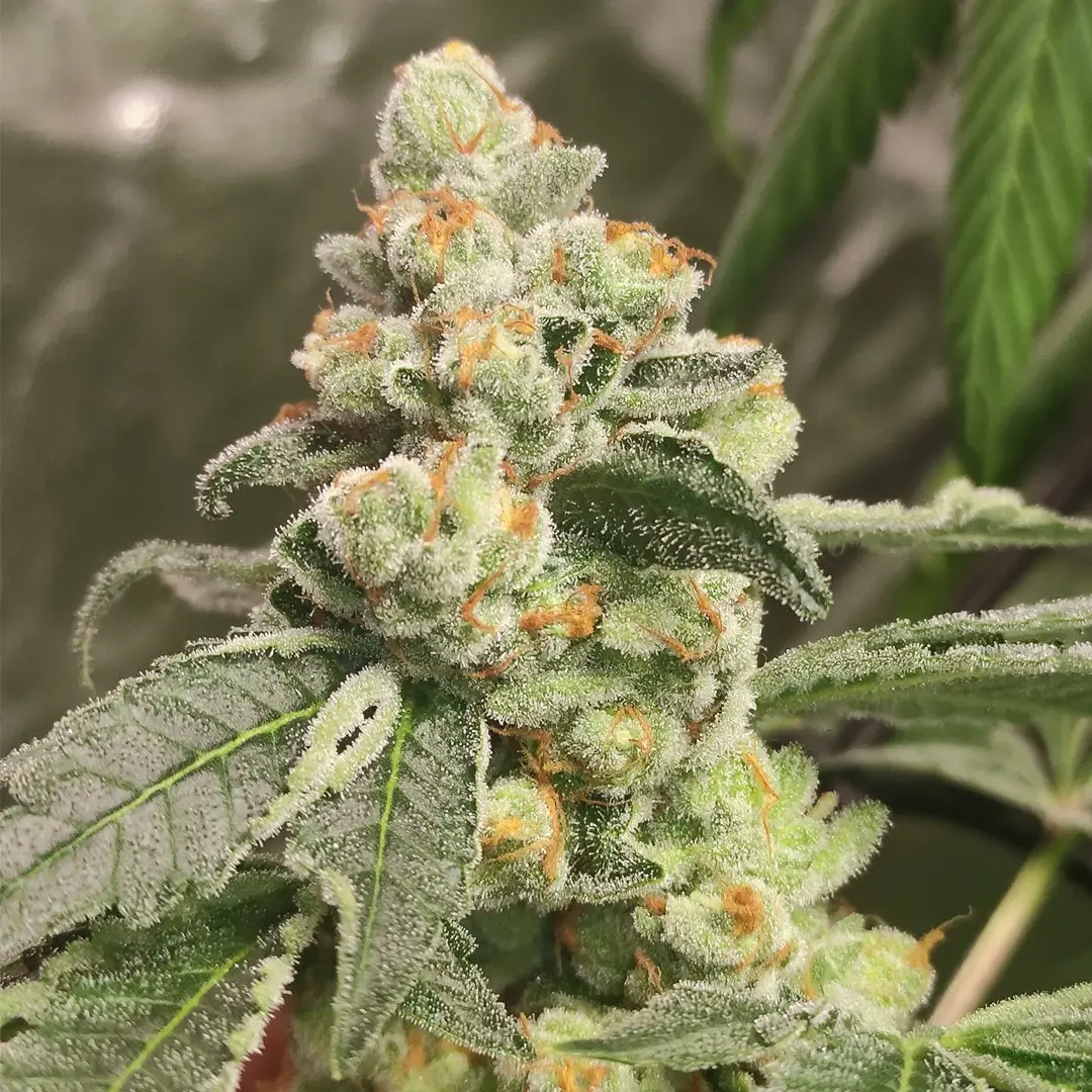 Green Papaya SSSC frosty flower