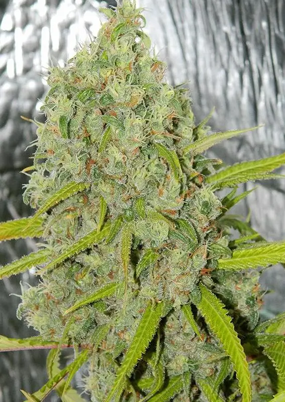 Orange Bud Dutch Passion Seed company V2C