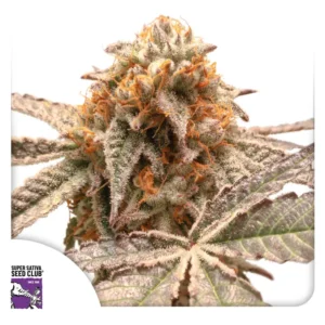 Dutch Passion Purple OG Punch