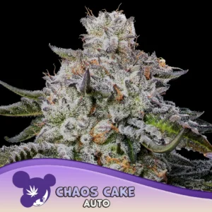 Anesia Seeds Chaos Cake Auto – 3 Stück