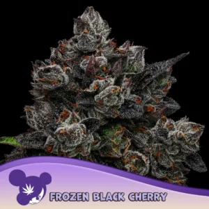 Anesia Seeds Frozen Black Cherry – 3 Stück