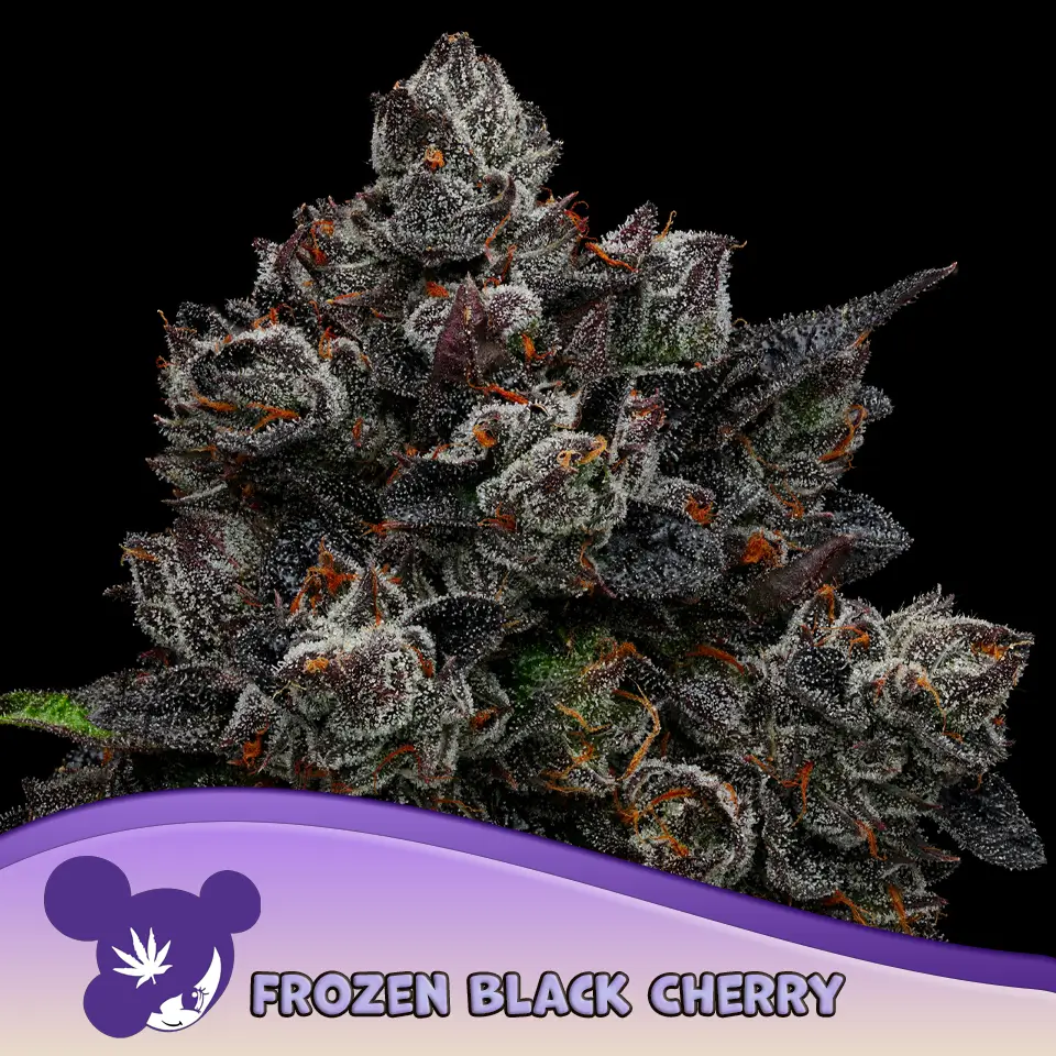 Anesia Seeds Frozen Black Cherry - 3 Stück