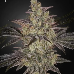 Green House Seed Co. Frosted Guava Auto 3er Pack