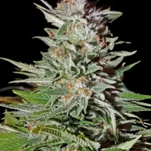 Green House Seed Co. Super Lemon Haze Auto 3er Pack