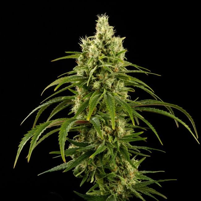 Hanfjack Seeds Psycho Feminised - 3 Seeds – Bild 2