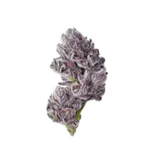 High4Life Neon Cerebra X3 F1 Triploid – 3er Packung