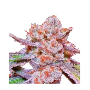 High4Life Papaya Tronix Supreme Fast Flower – 3er Packung