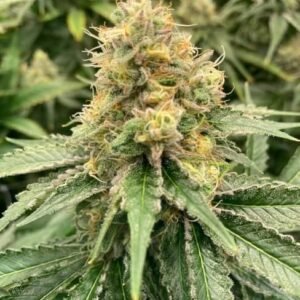 Mosca Seeds Strawberry Guava Auto – 3er Packung