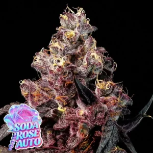 Anesia Seeds Soda Rose Auto – 3 Stück
