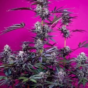 Sweet Seeds Studio 54 Stardust Auto – 3er Packung +1 Seed gratis