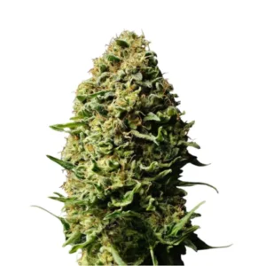 AK 47 Auto