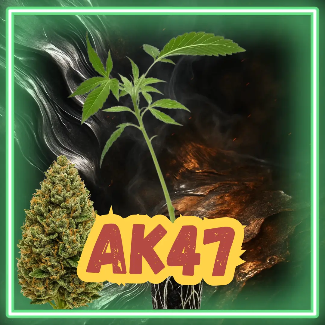 AK47 Stecklinge