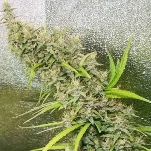 Ace Seeds Thai x Panama Regular 10er Pack