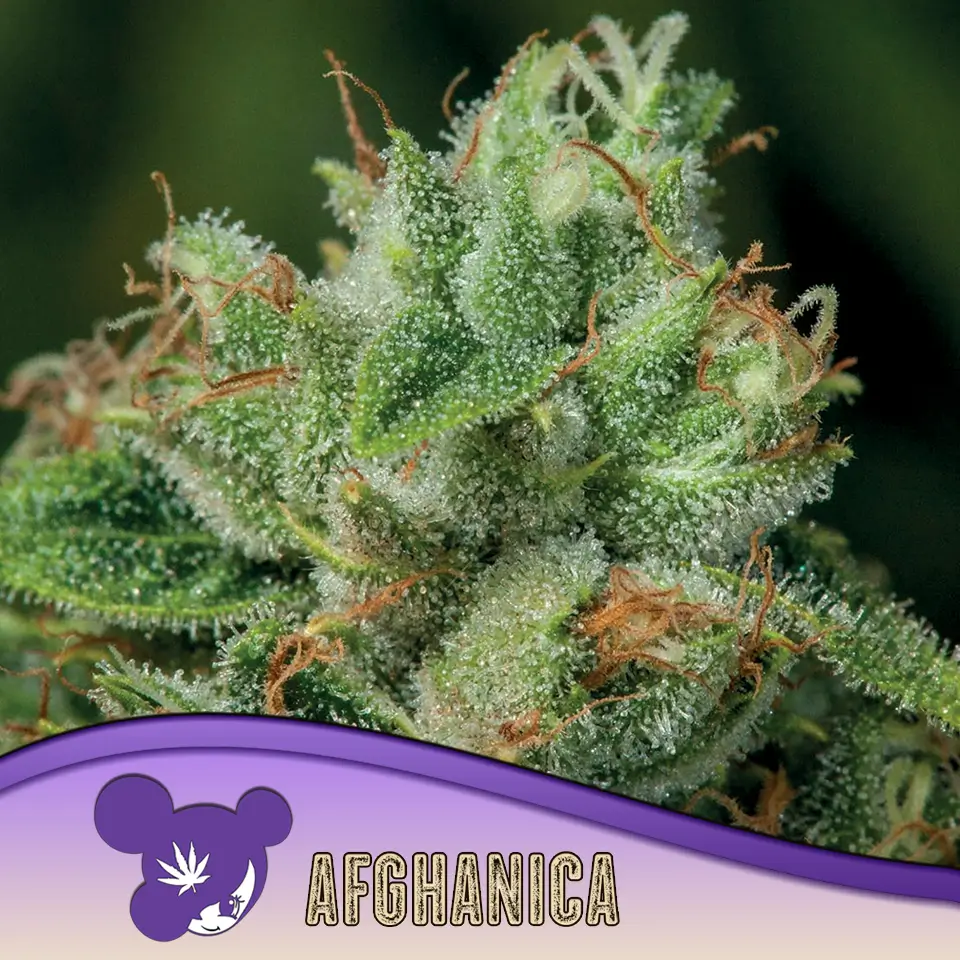 Afghanica 960x960