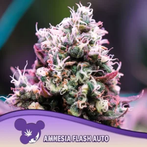 Anesia Seeds Amnesia Flash Auto – 3 Samen