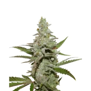 Amnesia Haze Auto