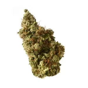 Amsterdam Genetics Milkshake Kush Auto 3er Pack