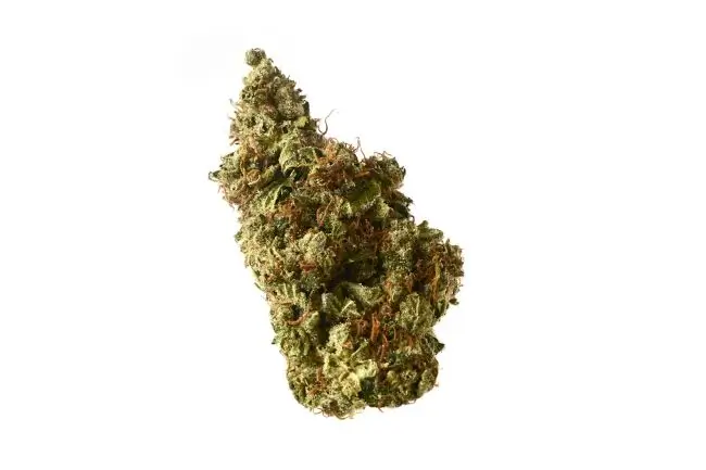 Amsterdam Genetics Milkshake Kush Auto 3er Pack