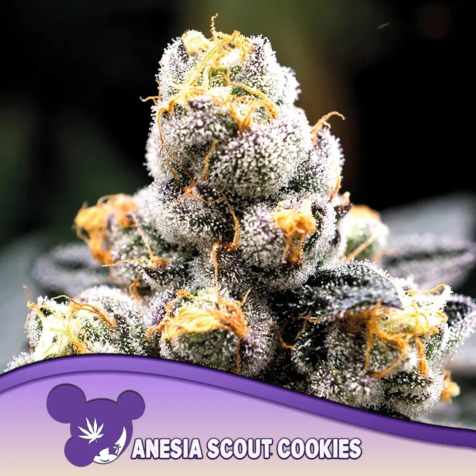 Anesia Scout Cookies 960x960