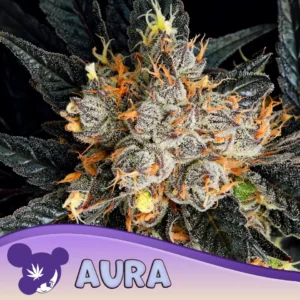 Anesia Seeds Aura – 3 Samen