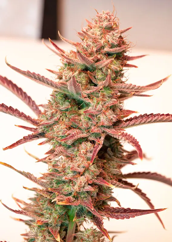 Auto Banana Blaze Dutch Passion Seed company V2B
