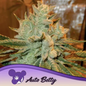 Anesia Seeds Auto Betty – 3 Samen