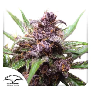 Dutch Passion Auto Blackberry Kush – 3 Samen