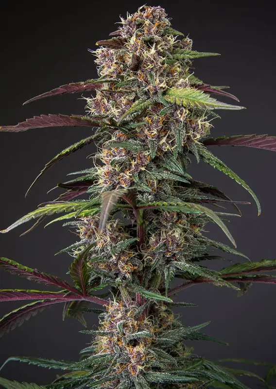 Auto Blackberry Kush Dutch Passion Seed company v2B
