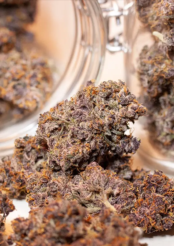 Auto Blackberry Kush Dutch Passion Seed company v2C
