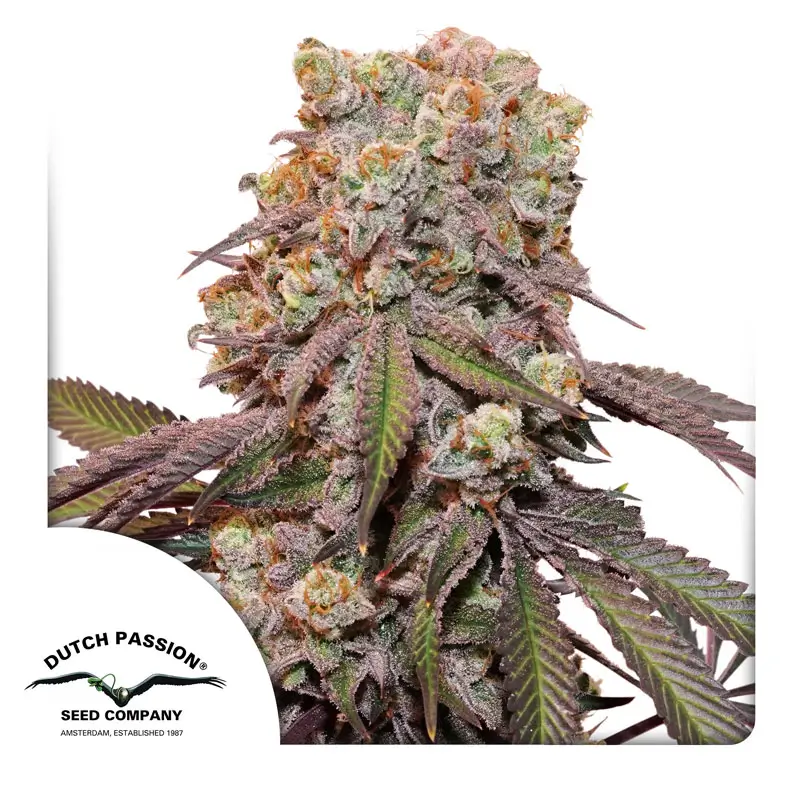 Auto Candy Bubatz XL Dutch Passion Seed company
