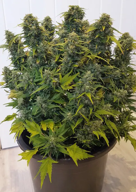 Auto Duck Dutch Passion Seed company v2B
