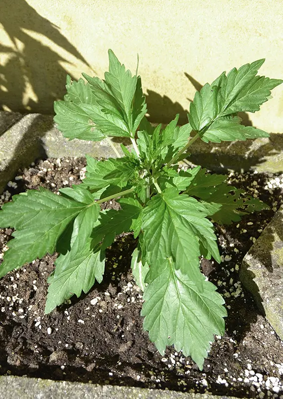 Auto Duck Dutch Passion Seed company v2C