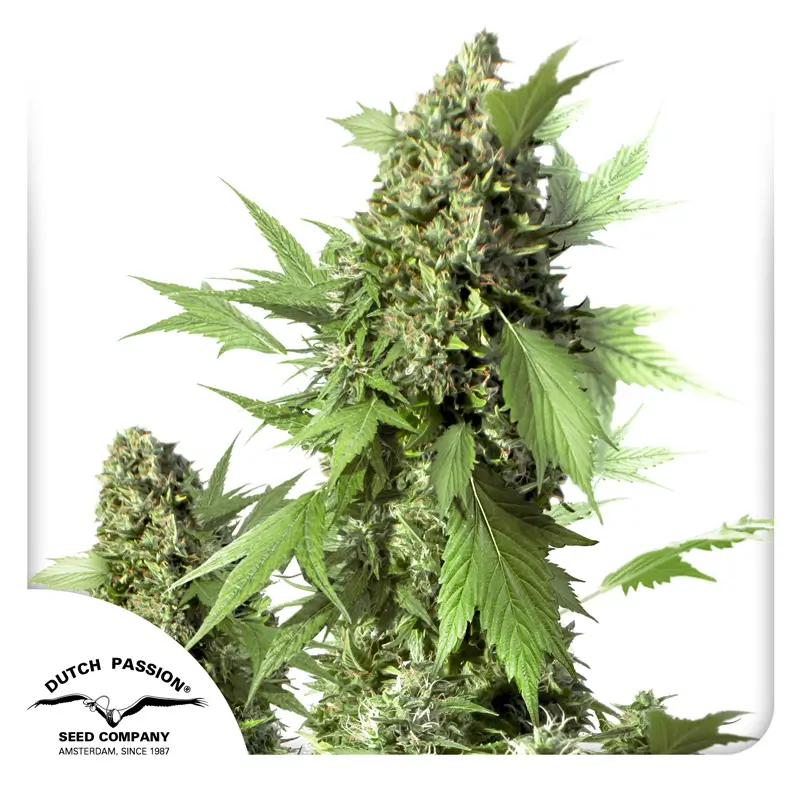 Auto Duck Dutch Passion Seed company