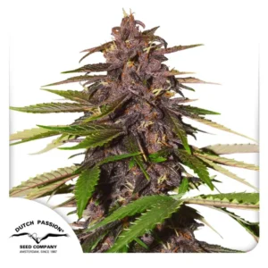 Dutch Passion Auto Forbidden Cherry – 3 Samen