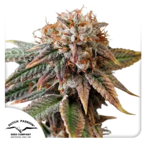 Dutch Passion Auto Kingston Punch – 3 Samen