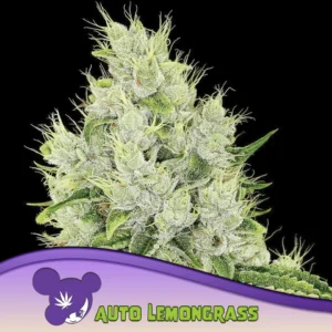 Anesia Seeds Auto Lemongrass – 3 Samen