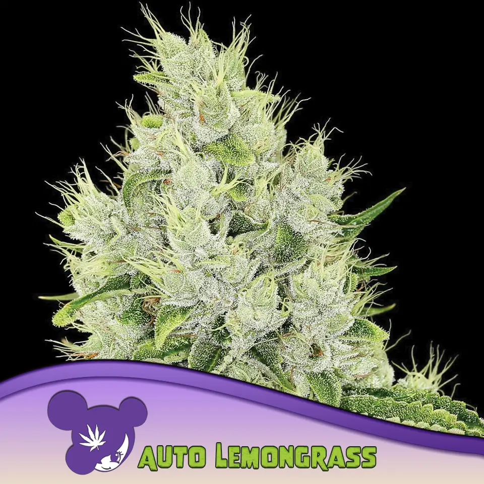 Auto Lemongrass 960x960