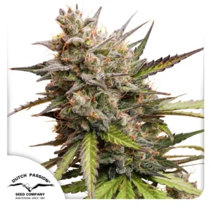Dutch Passion Auto Melonade Runtz – 3 Samen